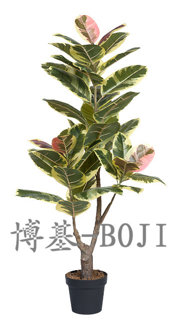 Click to enlarge